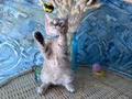 British shorthair black golden safkan dişi ve erkek yavru