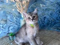 British shorthair black golden safkan dişi ve erkek yavru