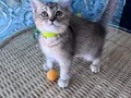 British shorthair black golden safkan dişi ve erkek yavru