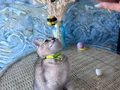 British shorthair black golden safkan dişi ve erkek yavru