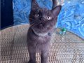 British Shorthair nadir bulunan chocolate safkan erkek yavru