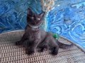 British Shorthair nadir bulunan chocolate safkan erkek yavru