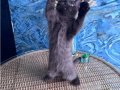 British Shorthair nadir bulunan chocolate safkan erkek yavru