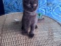 British Shorthair nadir bulunan chocolate safkan erkek yavru