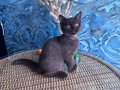 British Shorthair nadir bulunan chocolate safkan erkek yavru