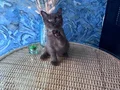 British Shorthair nadir bulunan chocolate safkan erkek yavru