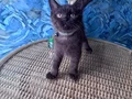 British Shorthair nadir bulunan chocolate safkan erkek yavru