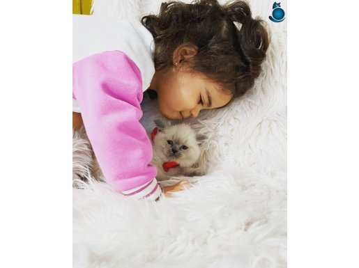 son tatlı yavru ev ortamında büyüdü uyguna vereceğiz 