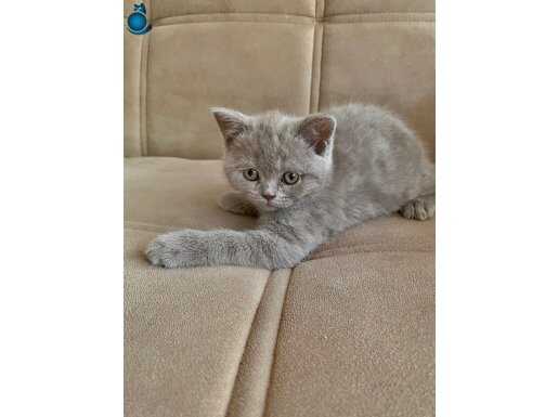 DİŞİ 2 AYLIK 