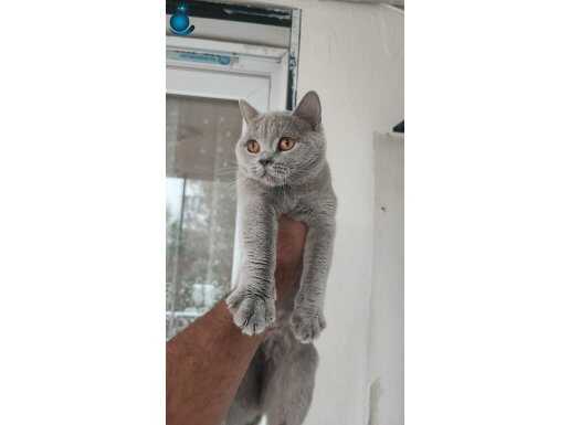 2 ADET YETİŞKİN 2 ADET YAVRU KEDİM SAHİPLENDİRİLECEKTİR