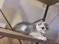 Yavrumuza yeni yuva arıyoruz 