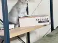 Yavrumuza yeni yuva arıyoruz 