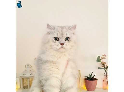 Uyguna British Longhair 7 Aylık Erkek Kedim
