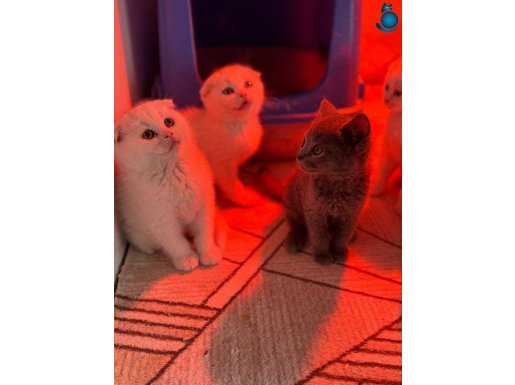 Türkiyenin en güzel ayı surat scottish Fold bebekleri 