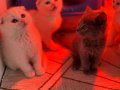 Türkiyenin en güzel ayı surat scottish Fold bebekleri 