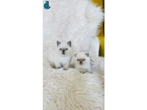 son en tatlı yavru ev ortamında büyüdü uyguna vereceğiz