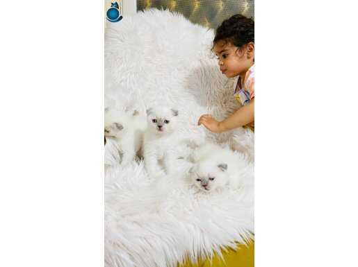 son kalan en tatlı yavru uygun vereceğiz 