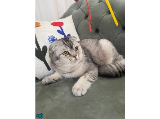Şeceresi Tam 8 Aylık Uysal ve Sosyal Scottish Fold Yavrusu