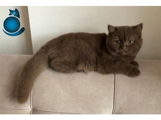 Safkan mama karşılığı yavru Kedi