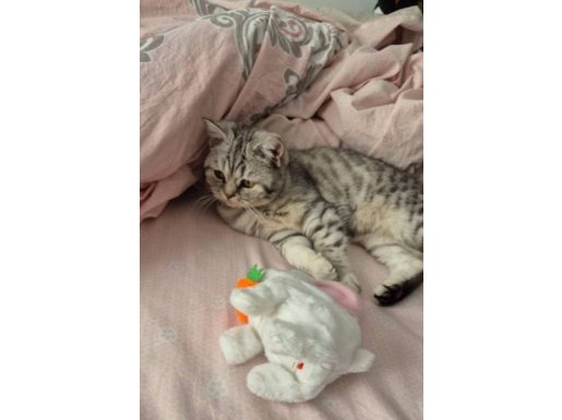 Cana Yakın British Shorthair Yavrumuz