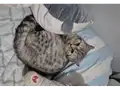 SAHİPLENDİRİLECEK BRİTİSH SHORTHAİR