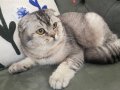 Şeceresi Tam 8 Aylık Uysal ve Sosyal Scottish Fold Yavrusu