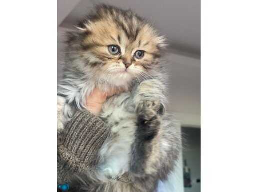 Scottish Longhair dişi sağlıklı be bebiş