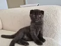 Uysal Duman Scottish Fold Yavrumuz