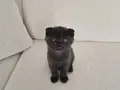 Uysal Duman Scottish Fold Yavrumuz