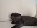 Uysal Duman Scottish Fold Yavrumuz