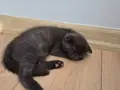 Uysal Duman Scottish Fold Yavrumuz