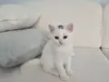 Uysal British Shorthair yavrumuz
