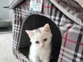 Uysal British Shorthair yavrumuz