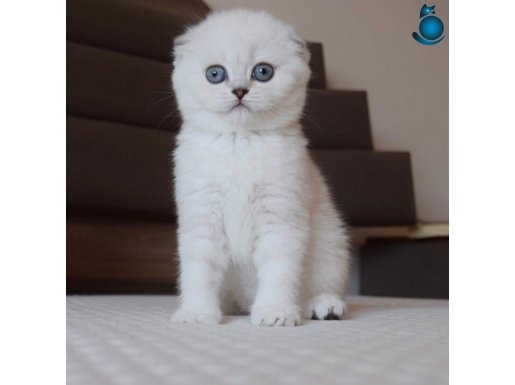 Secereli Beyaz Mavi ve Yeşil Gözlü Beyaz Silver Yavrularımız