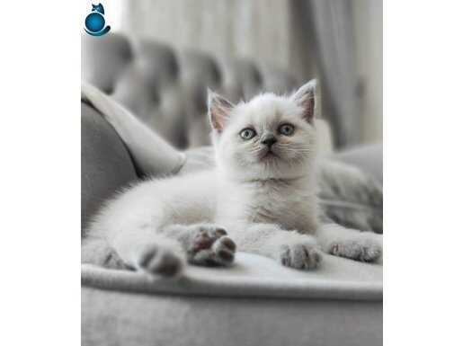 EVLERE HUZUR VEREN EFSANE PATİLERİMİZ