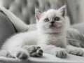 EVLERE HUZUR VEREN EFSANE PATİLERİMİZ