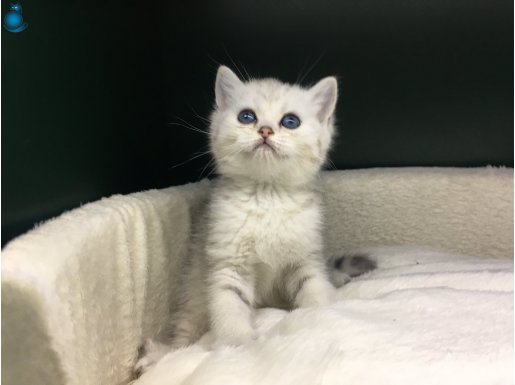 silver british shorthair yavrumuz