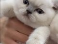OYUNCU SAĞLIKLI BLUE POİNT YAVRUMU SAHİPLENDİRİYORUM