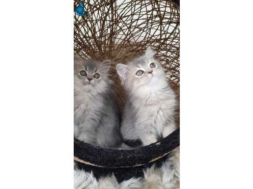 OYUNCU SOSYAL EVDE BÜYÜYEN KEDİLERİMİZ 