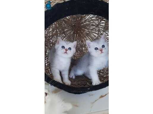 ÇOK GÜZEL OYUNCU SOSYAL SILVER ERKEK YAVRULAR