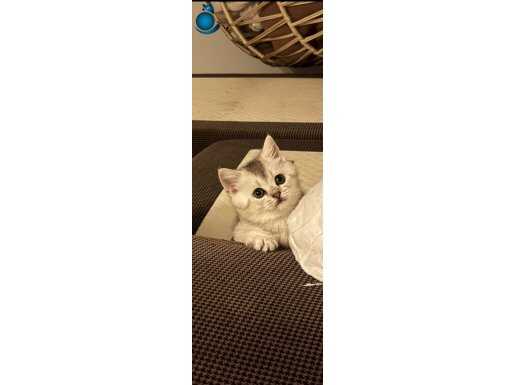 10 KASIM DOĞUMLU BRİTİSH SHORTHAİR ERKEK SİLVER