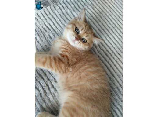 BRITISH SHORTHAİR GOLDEN ERKEK 4 AYLIK 