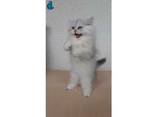 SİLVER SHORTHAİR[ERKEK]LONGHAİR[DİŞİ]YAVRU KEDİLERİMİZ 