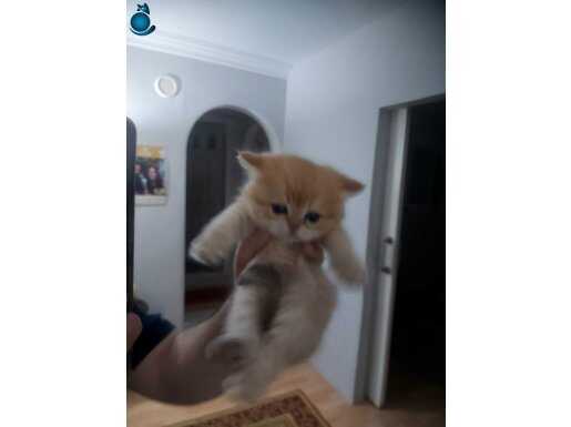 BRİTİSH SHORTHAİR GOLDEN DİŞİ VE ERKEK YAVRU KEDİLERİMİZ 