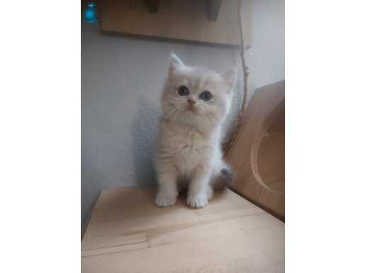 EVDE BÜYÜYEN SOSYAL KEDİLERİMİZ GOLDEN POİNT & LİLAC