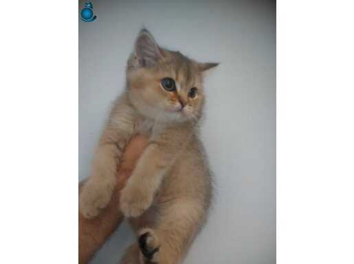 GOLDEN BLACK DİŞİ 3 AYLIK
