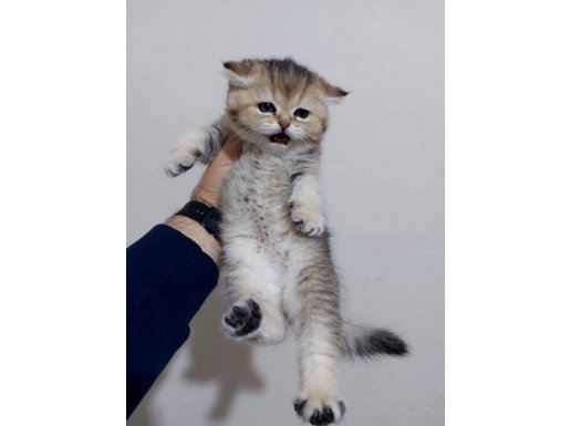 GOLDEN BLACK SHADED DİŞİ 