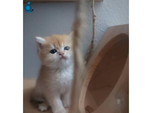 SOSYAL EVDE BÜYÜYEN GOLDEN YAVRULAR