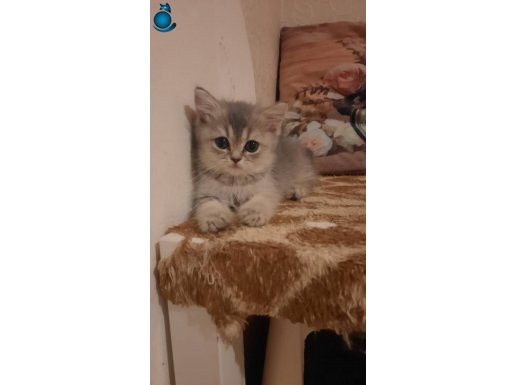 OYUNCU EV ORTAMINDA BÜYÜYEN BRİTİSH YAVRULAR