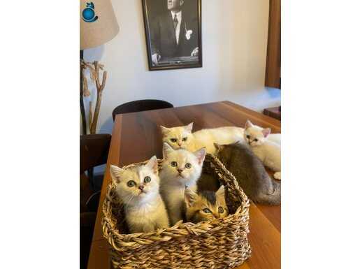 3 AYLIK EV ORTAMINDA BÜYÜYEN SOSYAL KEDİLERİMİZ 